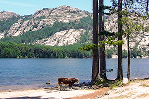 campingplatz wandern mountainbiken ostkuste von korsika